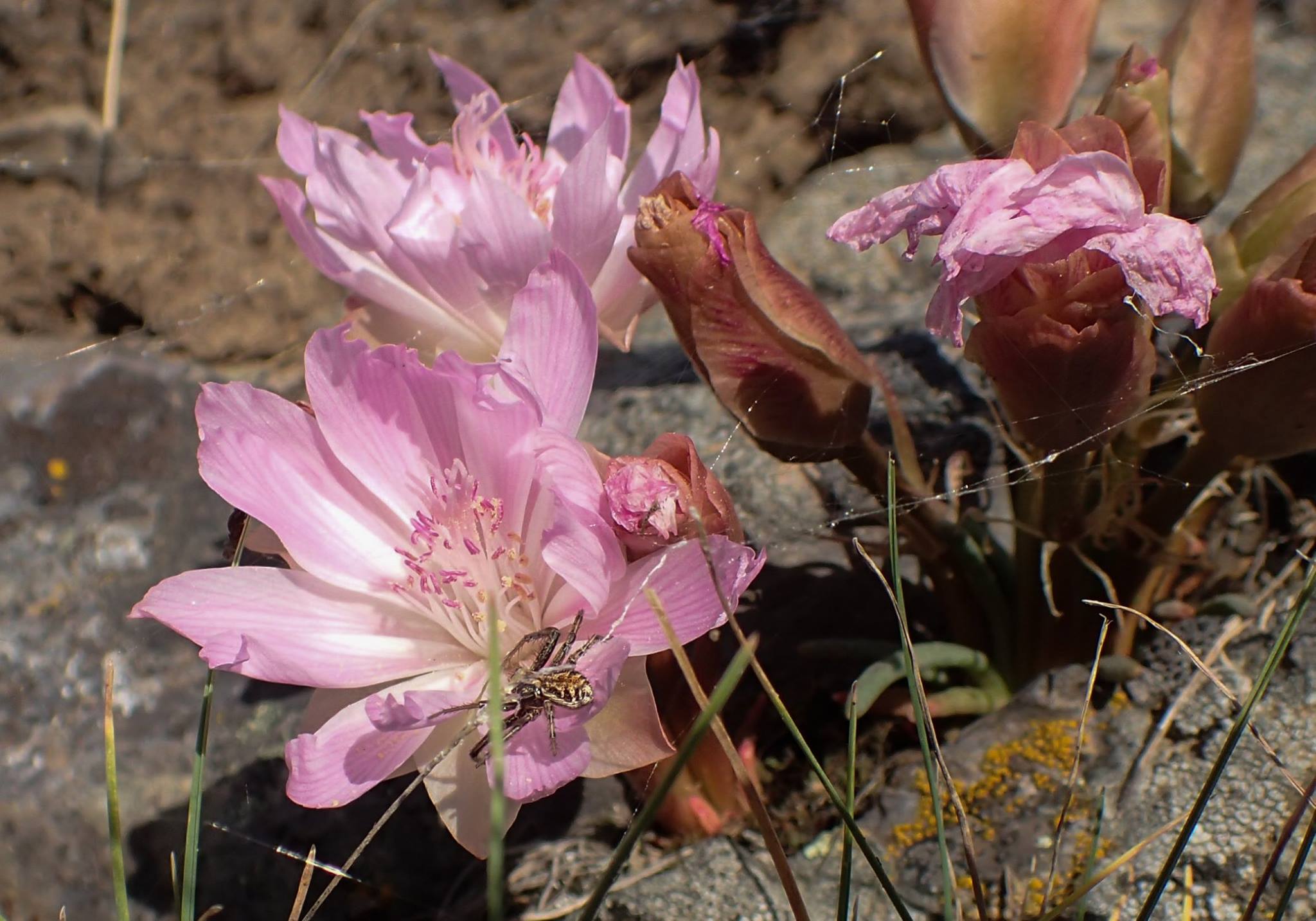 photography-permit-cskt-bison-range